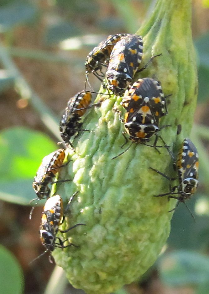 Pentatomidae: Stenozygum coloratum del S-Turchia (Antalya)